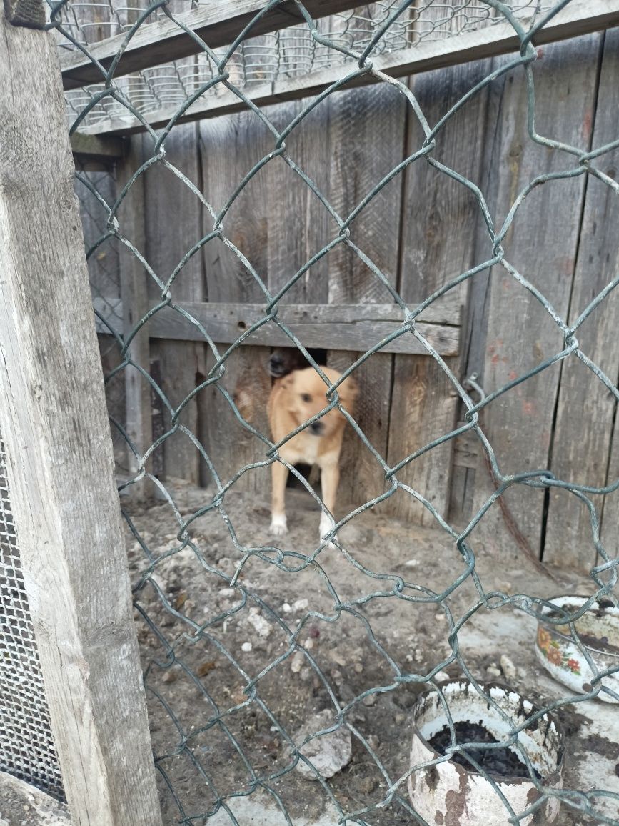 Śliczny piesek 2 l.w dobre ręce