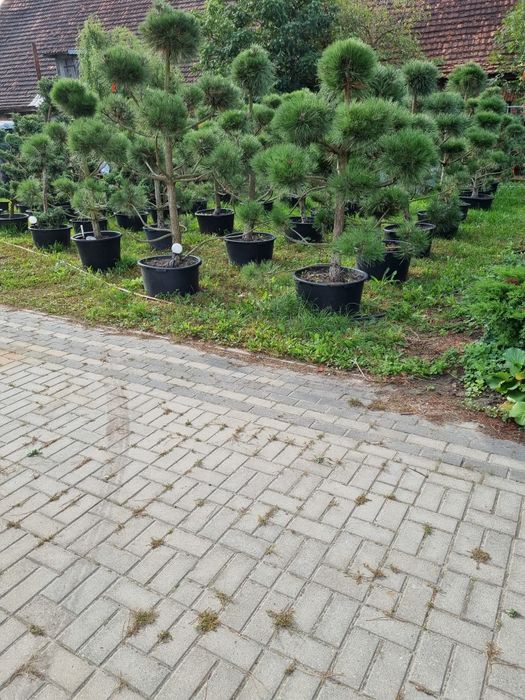 Bonsai ogrodowe. Szkółka Krupocin.