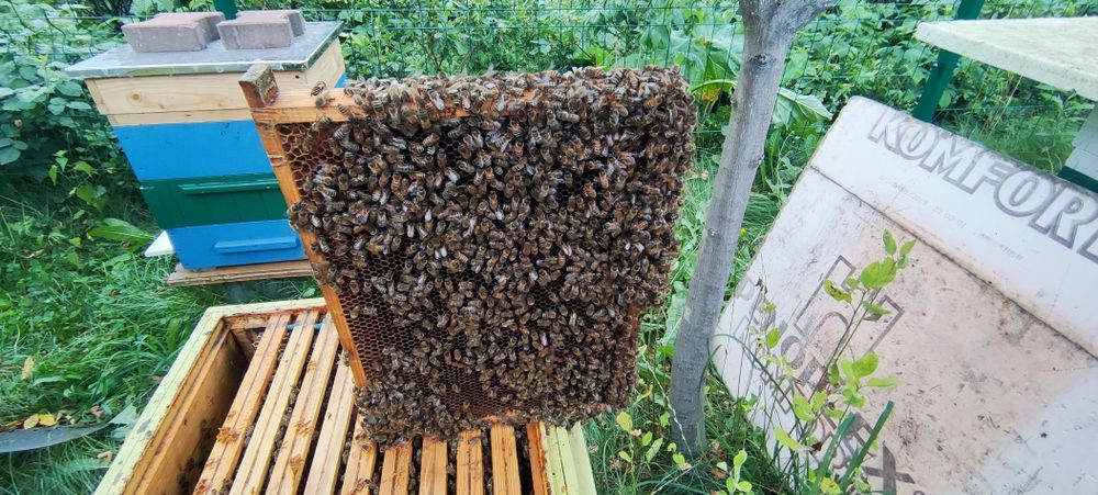 Sprzedam rodziny pszczele,odkłady,pakiety.