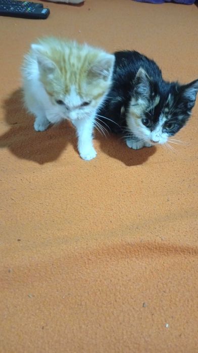 Doação de gatinho vacinado,desparasitados,com boletim veterinário