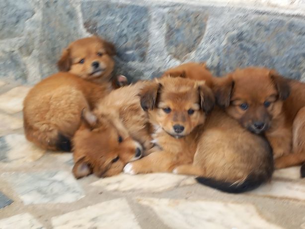 Cães de porte pequeno adopção