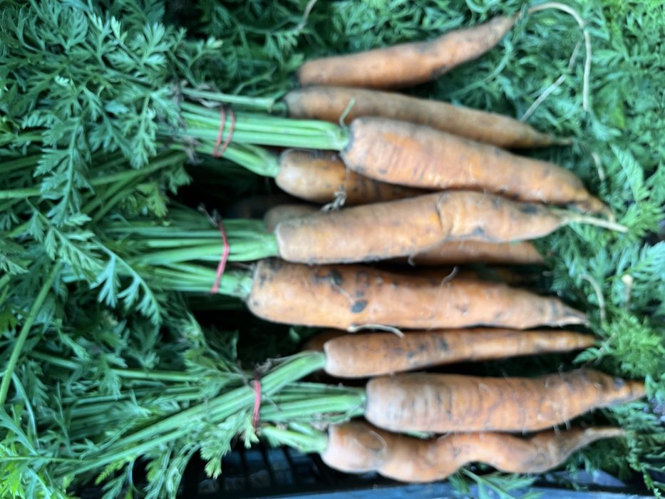 Marchew od rolnika worek nerac