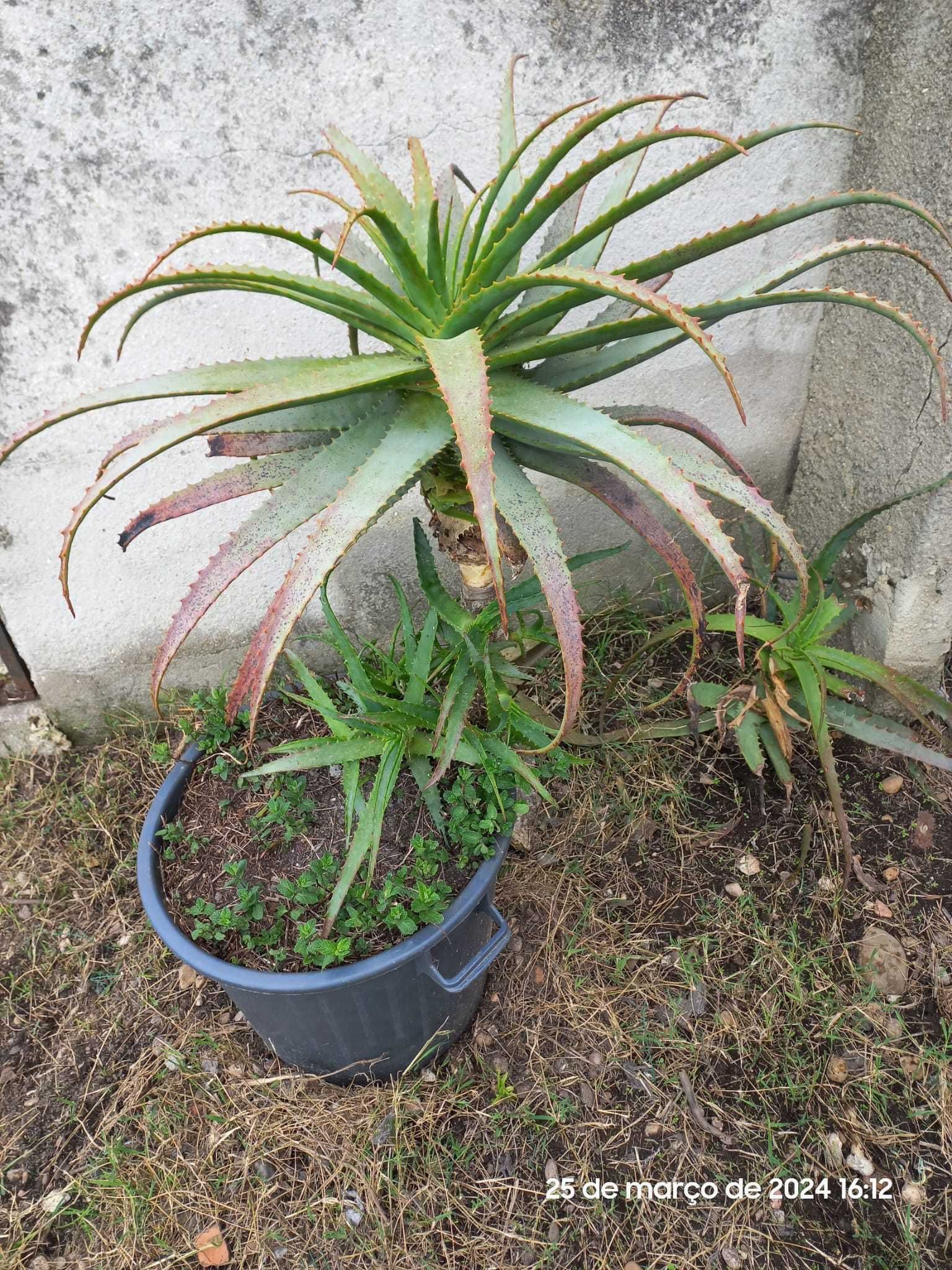 ALOE VERA - Planta grande em vaso