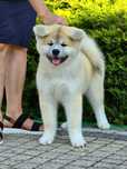 Akita Inu (japońska) czerwony piesek, ZKwP / FCI & AKIHO