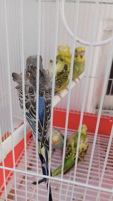 Piriquitos horagomos deste ano