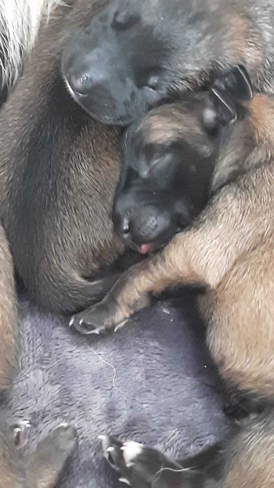Cachorros Pastor Belga Malinois