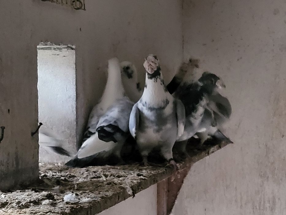 Gołębie Staropolskie