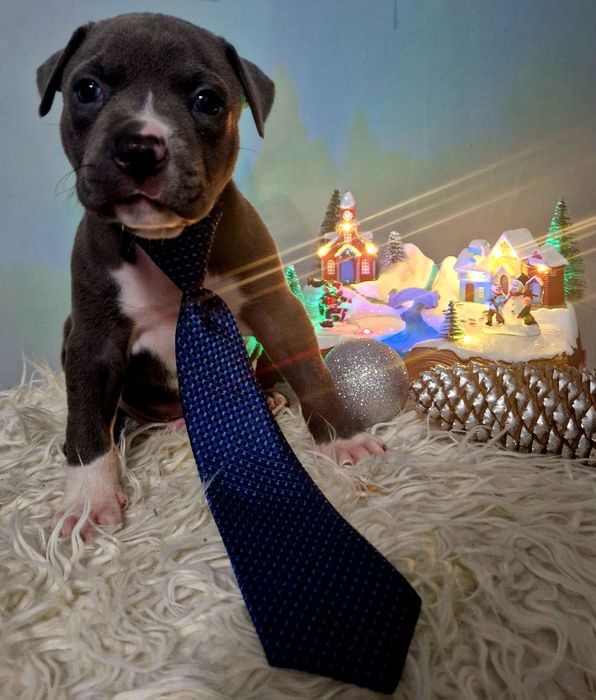 American Staffordshire Terrier Blue