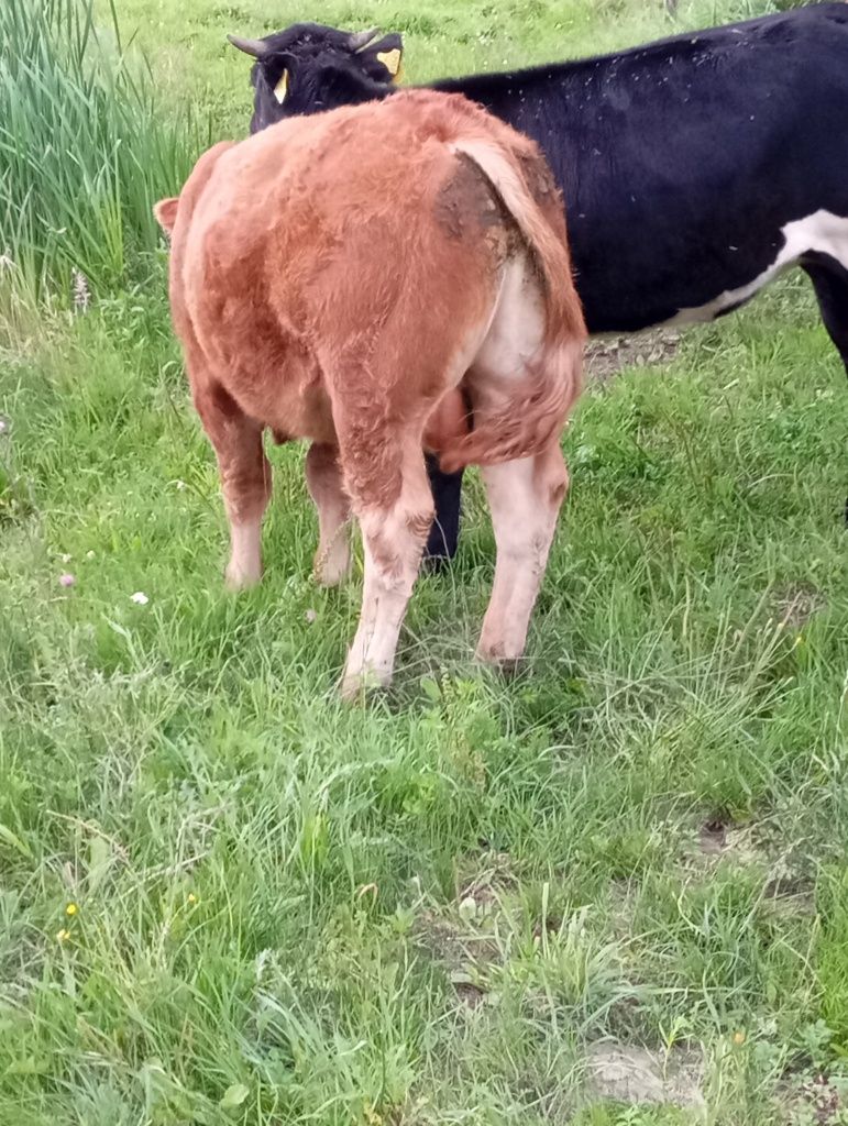 Sprzedam jałówki i byki