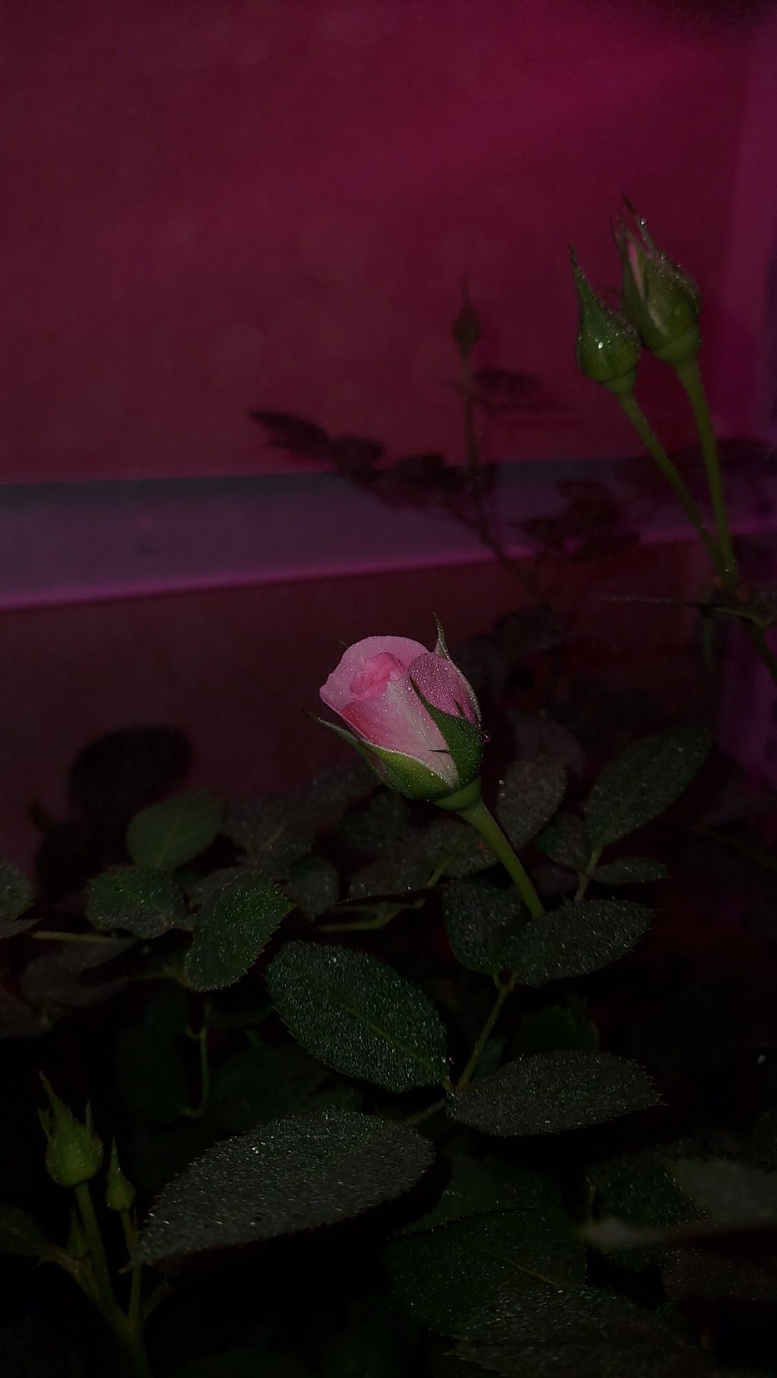 Кімнатна троянда