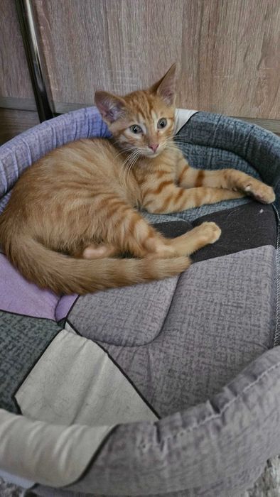 Віддам рудого котика в добрі, люблячі руки