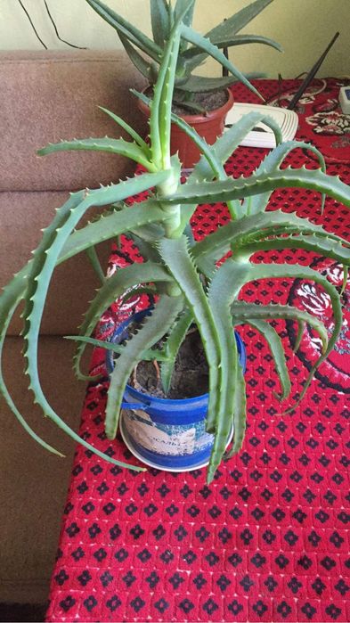 Алоє 5 і 4 роки «Товсте соковите листя»