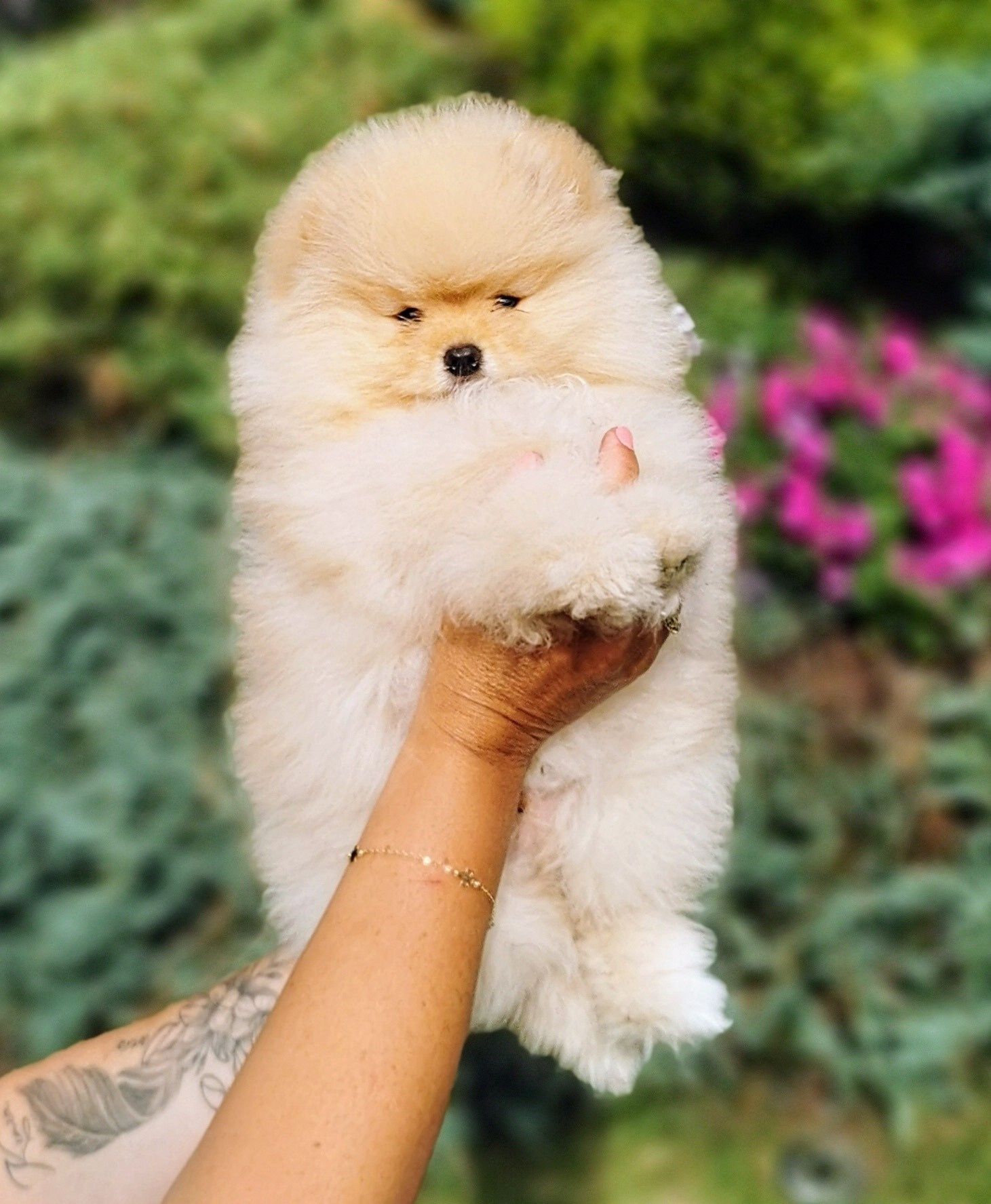 Cudowny, mały miś szpic miniaturowy - pomeranian ZKwP/FCI