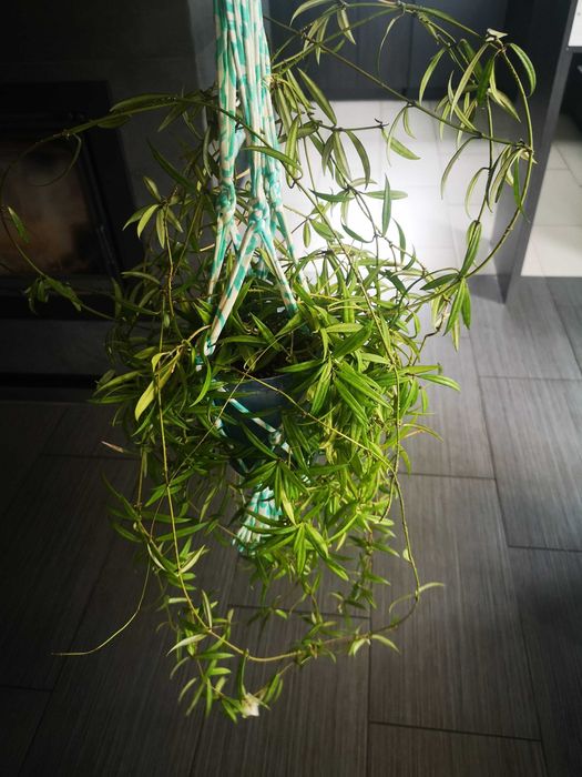 Piękna Hoya pauciflora, duże kwiaty