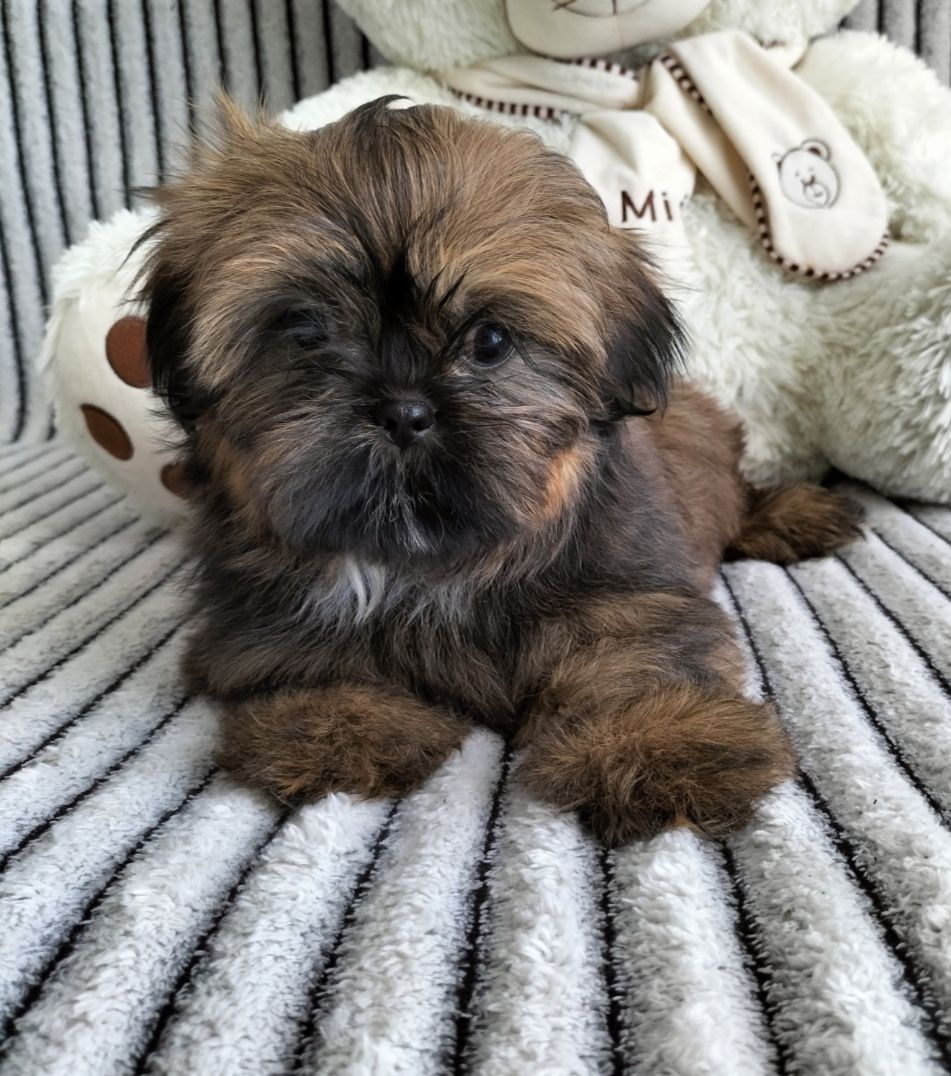 Shih tzu 8 tygodniowy piesek