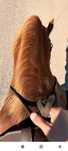 Cavalo castrado  bem montado
