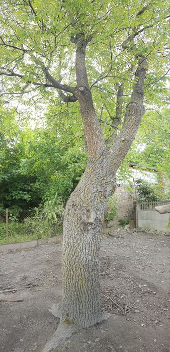 Orzech włoski do wycinki. Negocjuj!!!