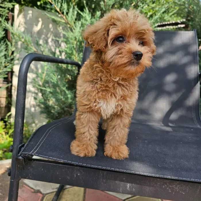 Maltipoo disponível