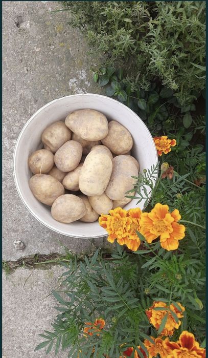 Картопля домашня є і насінева.