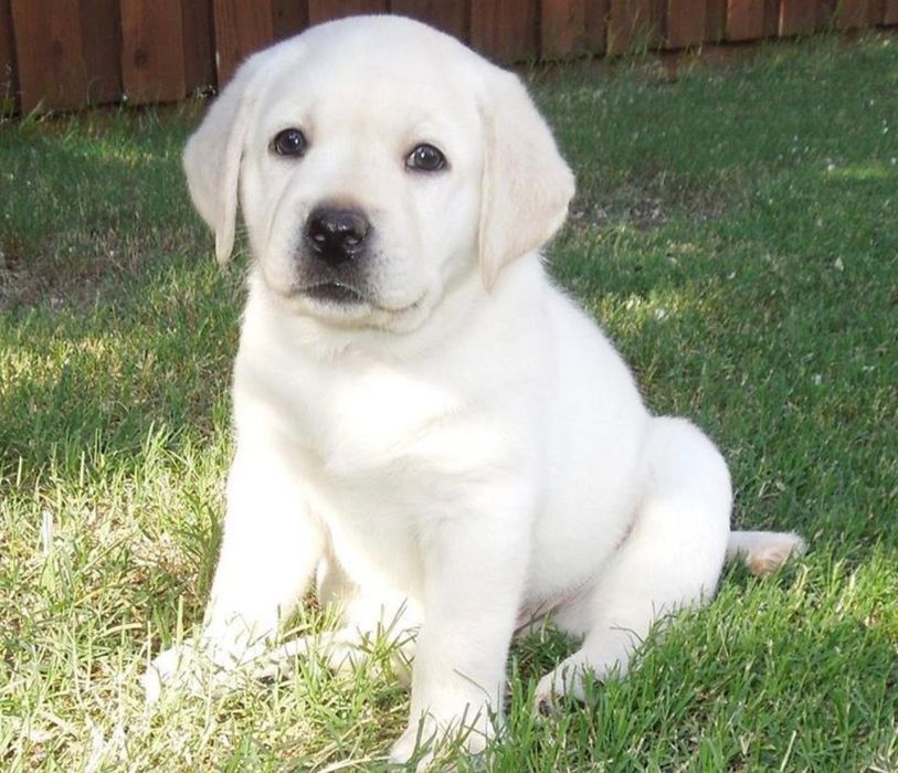 Лабрадори Белая девочка Лабрадор Ретривер Доставка за границу