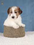 Jack Russell Terrier ZKwP FCI piesek po CH.PL
