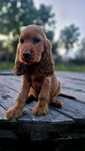 Cocer spaniel złoty