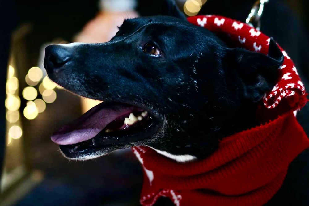 STEFAN od lat czeka na dom, uratowany w Bułgarii