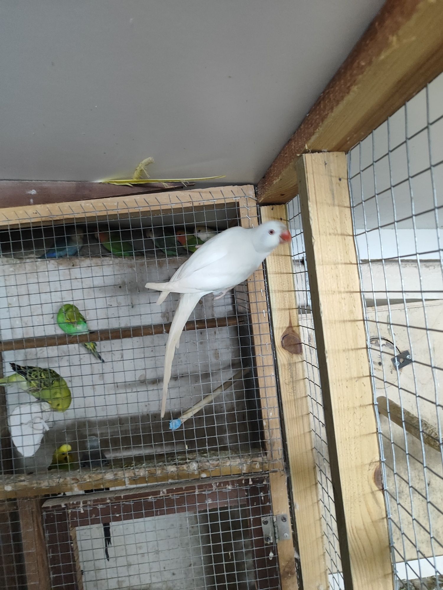 Aleksandretta albino samica z 2023r.