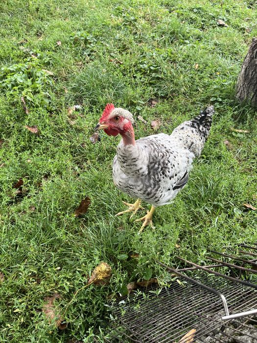 Кури голі шийки, продамо півня або пару