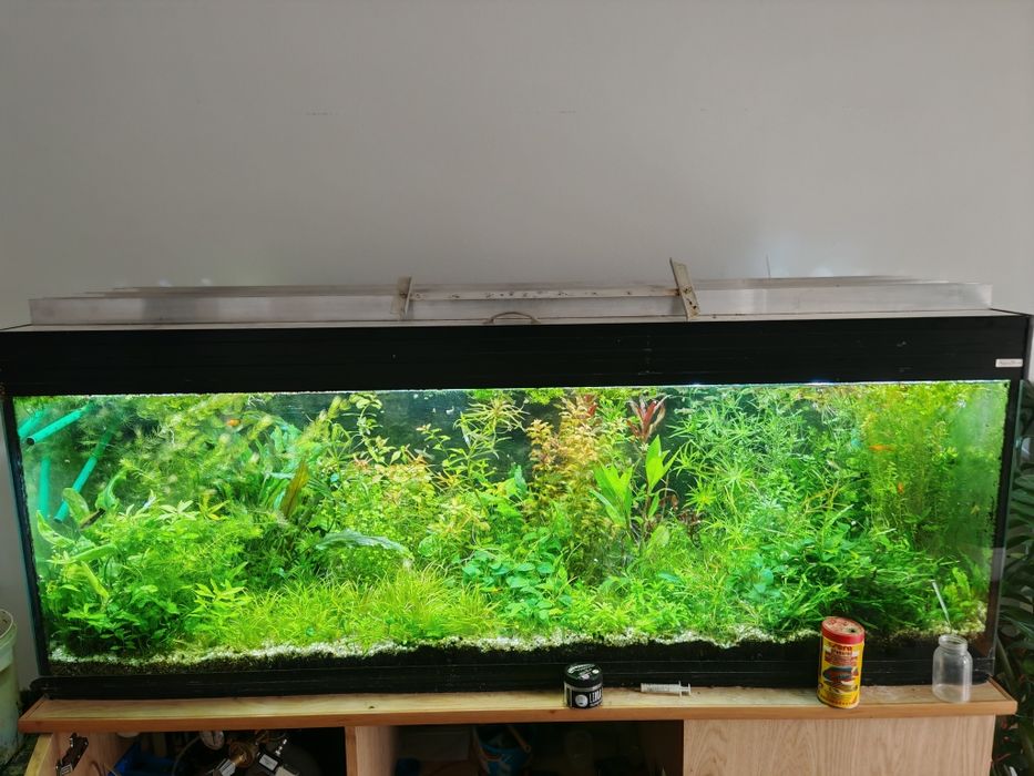 Zestaw 30 pięknych roślin akwariowych na 3 plany - wysyłka