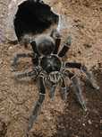 Theraphosa blondi samiec adult
