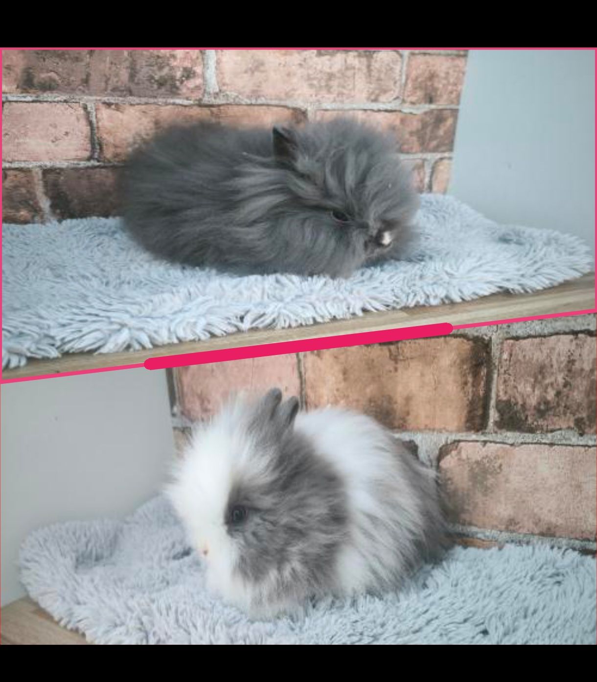 Króliczki karzełki Teddy mini króliczki metryka