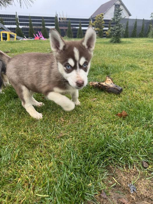 Syberian Husky miot B -Bajka po Championie