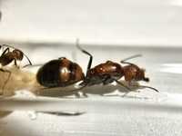 Camponotus nicobarensis Q + robotnice