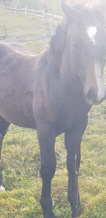 Продається лошук 7 місяців