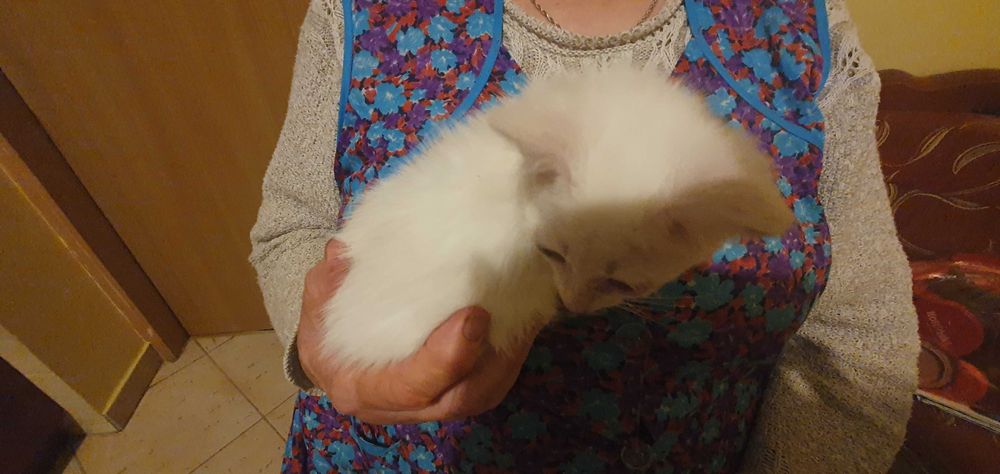 Kotki białe do adopcji