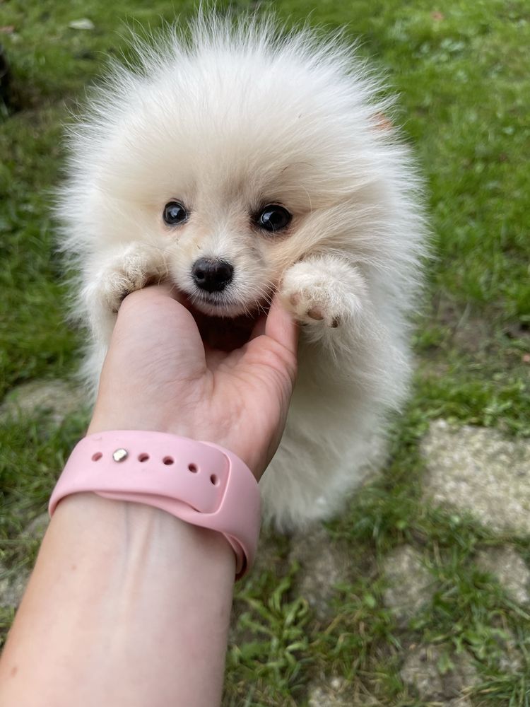 Szczeniak szpic miniaturowy pomeranian samiec