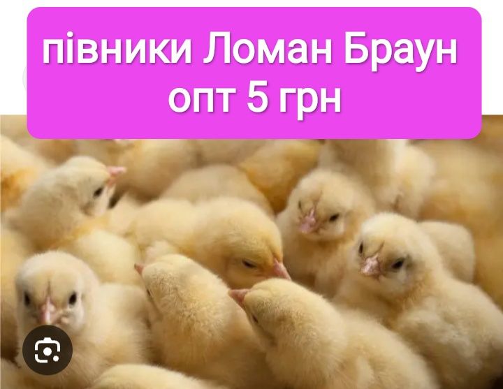 Добові півники Ломан Браун петушки циплята курчата