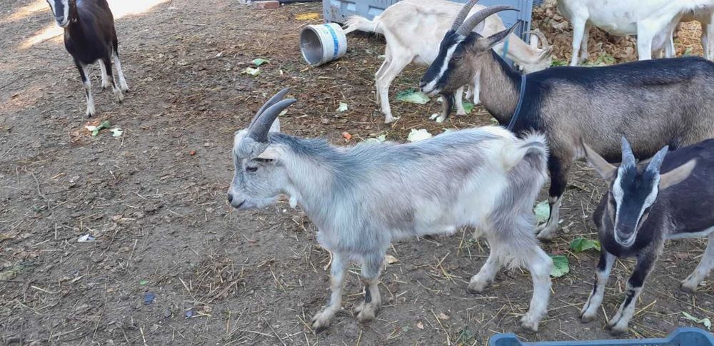 Sprzedam kozy, koziołki, kózki