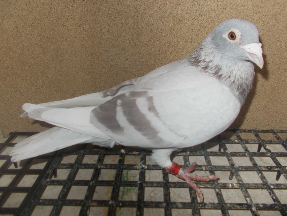 Gołębie Pocztowe. Ptaki. Samce,Samice. Dobre pochodzenie.