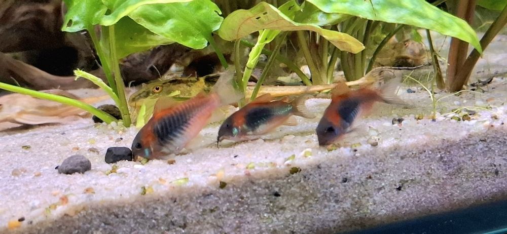 Kirys orange venezuela