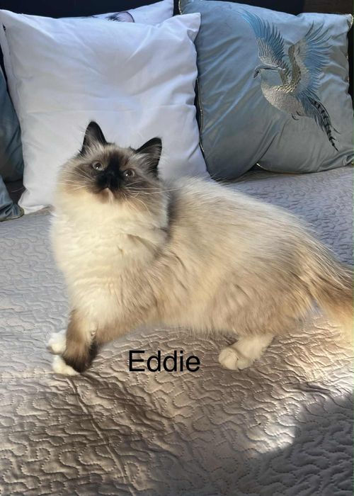 Koty Syberyjskie Neva Masquerade