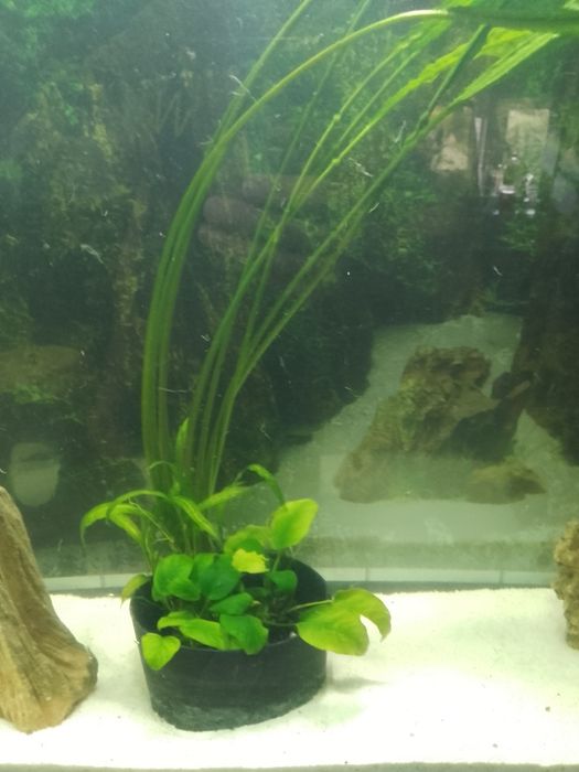 Kryptokoryna. Anubias duże sadzonki