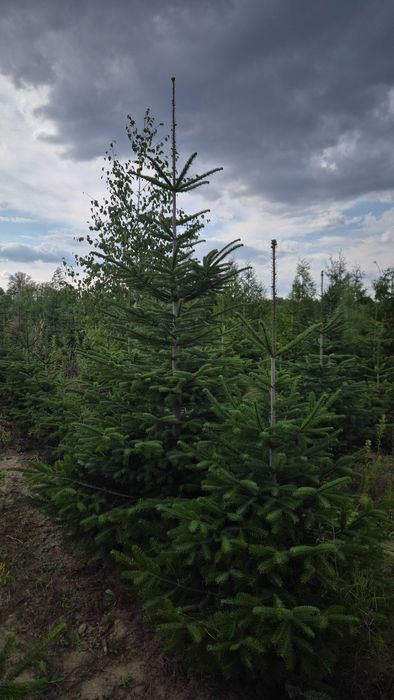 Jodła Kaukaska Cięta z WŁASNEJ PLANTACJI