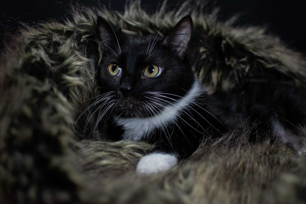 Tarkek - elegancka koteczka do podziwiania | do adopcji za darmo