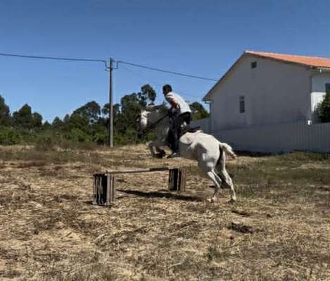 Para venda cavalo montado capado