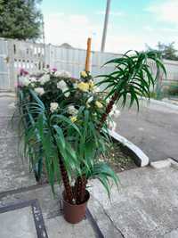 Пальма декоративна