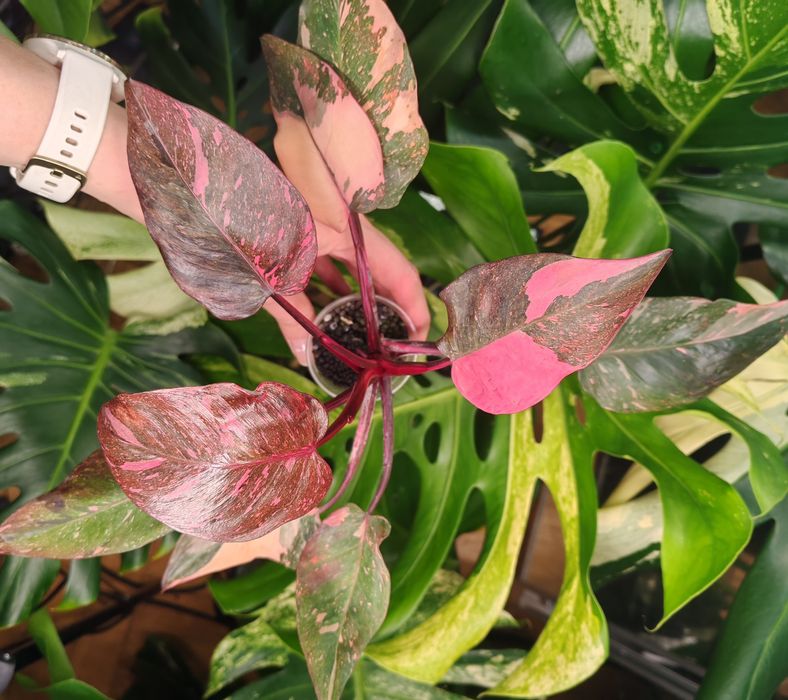 Philodendron Pink Princess Marble cała sadzonka