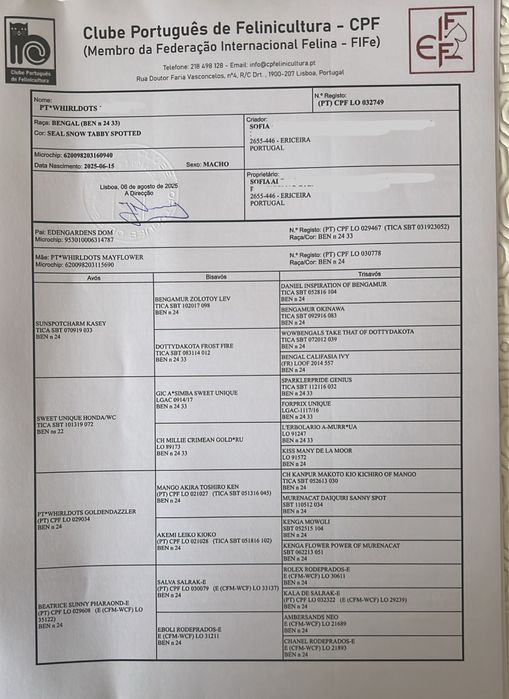 Gatinho Bengal snow linx registado