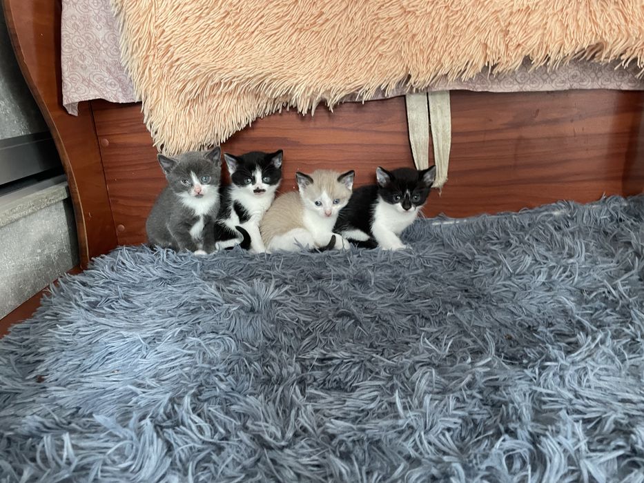 Віддамо кошенят у добрі руки